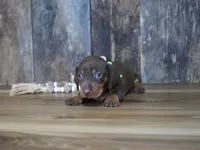 Griff, a male Miniature Dachshund for sale in Koshkonong, MO – 6 of 6