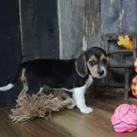 Pancakes, a female Beagle for sale in Koshkonong, MO – Photo 2 of 4