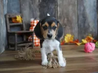 Pancakes, a female Beagle for sale in Koshkonong, MO – Photo 3 of 4