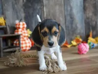 Pancakes, a female Beagle for sale in Koshkonong, MO – Photo 1 of 4