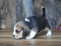 Brett, a male Beagle for sale in Koshkonong, MO – 8 of 9