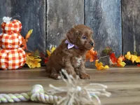 Marnie, a female Cavapoo for sale in Koshkonong, MO – Photo 3 of 7