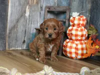 Marnie, a female Cavapoo for sale in Koshkonong, MO – Photo 7 of 7