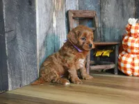Marnie, a female Cavapoo for sale in Koshkonong, MO – Photo 4 of 7