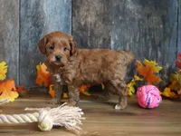Marnie, a female Cavapoo for sale in Koshkonong, MO – Photo 6 of 7