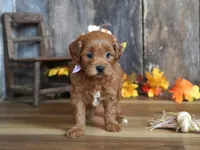 Marnie, a female Cavapoo for sale in Koshkonong, MO – Photo 1 of 7