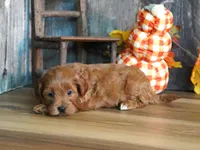 Marnie, a female Cavapoo for sale in Koshkonong, MO – Photo 5 of 7