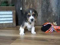 Cooper, a male Beagle for sale in Koshkonong, MO – 1 of 8