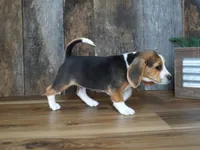 Sampson, a male Beagle for sale in Koshkonong, MO – 5 of 9