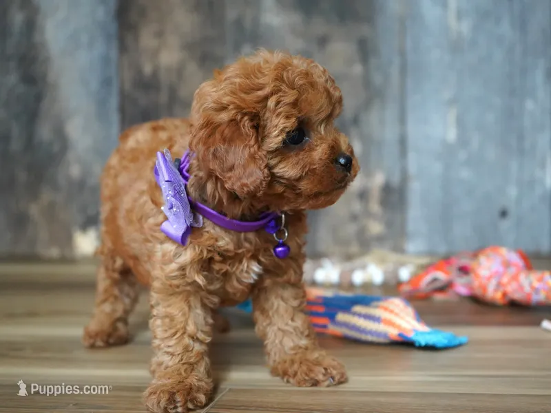 Princess – Cavapoo puppy for sale in Koshkonong, MO