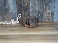 Griff, a male Miniature Dachshund for sale in Koshkonong, MO – 5 of 6