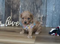 Nessa, a female Maltipoo for sale in Koshkonong, MO – 4 of 7