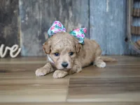 Grace, a female Maltipoo for sale in Koshkonong, MO – 3 of 4