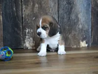 Trav, a male Beagle for sale in Koshkonong, MO – 6 of 7