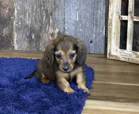 Jade, a female Dachshund for sale in Koshkonong, MO – Photo 9 of 10