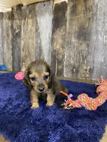 Jade, a female Dachshund for sale in Koshkonong, MO – Photo 10 of 10