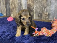 Jade, a female Dachshund for sale in Koshkonong, MO – Photo 4 of 10