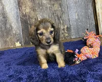 Jade, a female Dachshund for sale in Koshkonong, MO – Photo 6 of 10