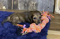 Jade, a female Dachshund for sale in Koshkonong, MO – Photo 3 of 10