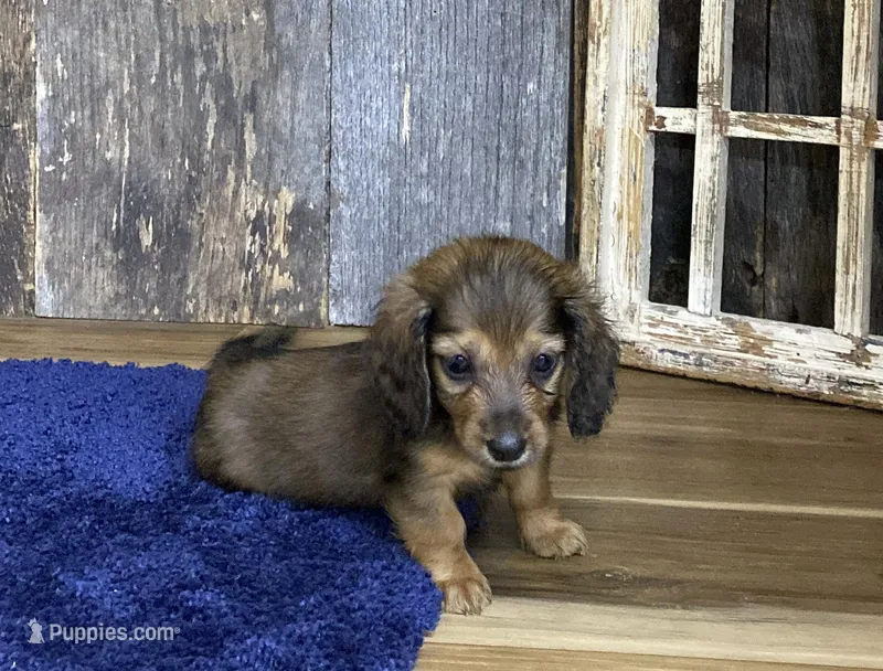 Jade, a female Dachshund for sale in Koshkonong, MO – Photo 1 of 10