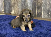 Jade, a female Dachshund for sale in Koshkonong, MO – Photo 8 of 10