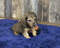 Jade, a female Dachshund for sale in Koshkonong, MO – Photo 7 of 10