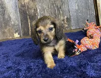 Jade, a female Dachshund for sale in Koshkonong, MO – Photo 2 of 10