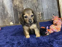 Jade, a female Dachshund for sale in Koshkonong, MO – Photo 5 of 10