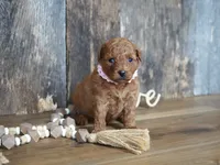 Amelia, a male Cavapoo for sale in Koshkonong, MO – 2 of 6