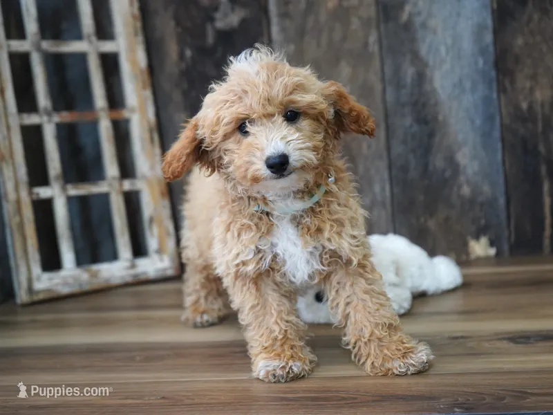 Alice-Discounted Today! – Maltipoo puppy for sale in Koshkonong, MO