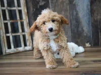 Alice-Discounted Today!, a female Maltipoo for sale in Koshkonong, MO – 1 of 4