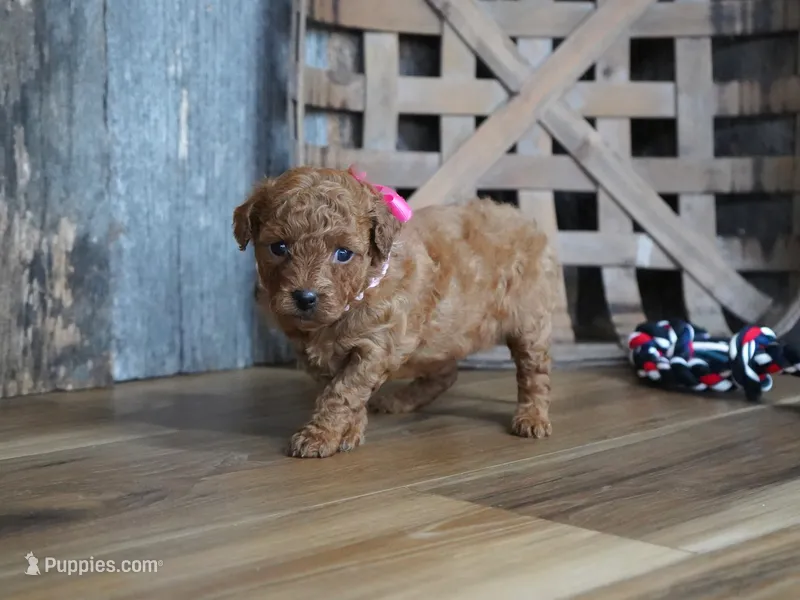 Amelia – Cavapoo puppy for sale in Koshkonong, MO