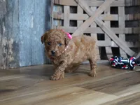 Amelia, a male Cavapoo for sale in Koshkonong, MO – 1 of 6