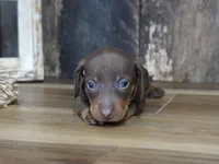 Brady, a male Miniature Dachshund for sale in Koshkonong, MO – 5 of 6