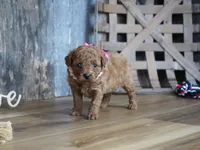 Amelia, a male Cavapoo for sale in Koshkonong, MO – 5 of 6