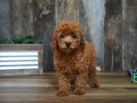Jaxon, a male Cavapoo for sale in Koshkonong, MO – 8 of 8