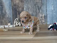 Nessa, a female Maltipoo for sale in Koshkonong, MO – 3 of 7