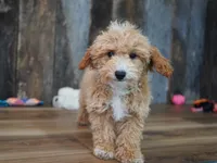 Alice-Discounted Today!, a female Maltipoo for sale in Koshkonong, MO – 3 of 4