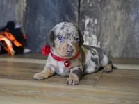 Luke, a male Miniature Dachshund for sale in Koshkonong, MO – Photo 5 of 5