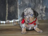 Luke, a male Miniature Dachshund for sale in Koshkonong, MO – Photo 1 of 5