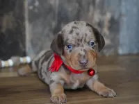 Luke, a male Miniature Dachshund for sale in Koshkonong, MO – Photo 2 of 5