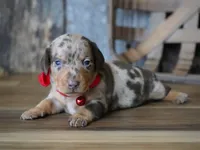 Luke, a male Miniature Dachshund for sale in Koshkonong, MO – Photo 4 of 5