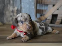 Luke, a male Miniature Dachshund for sale in Koshkonong, MO – Photo 3 of 5