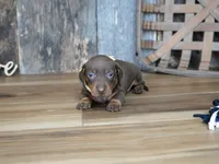 Brenna, a female Miniature Dachshund for sale in Koshkonong, MO – 3 of 5