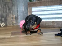 Belle, a female Miniature Dachshund for sale in Koshkonong, MO – 3 of 5