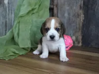 Emma, a female Beagle for sale in Koshkonong, MO – Photo 2 of 4