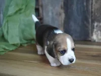 Emma, a female Beagle for sale in Koshkonong, MO – Photo 3 of 4