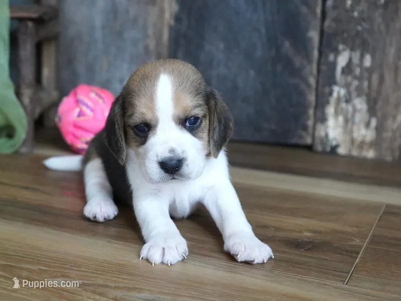 Emma, a female Beagle for sale in Koshkonong, MO – Photo 1 of 4