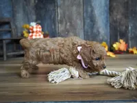 Maggie, a female Cavapoo for sale in Koshkonong, MO – Photo 3 of 4