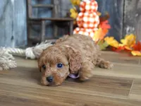 Maggie, a female Cavapoo for sale in Koshkonong, MO – Photo 4 of 4